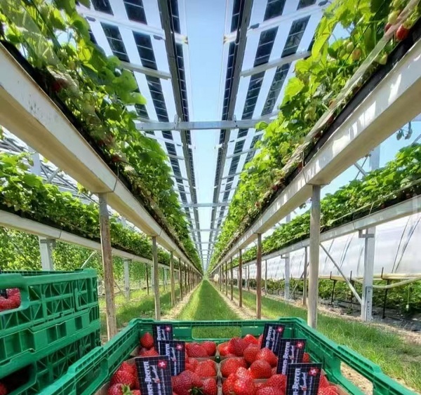 BIPV Solar Panels for Agricultural Greenhouses Integrated Roofing Solution for Dual Income (Farming + Energy!)  